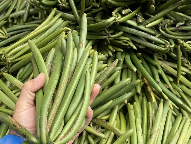 什么是香草？ What Is Vanilla？